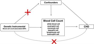 White blood cells and coronary heart disease: A mendelian randomization study